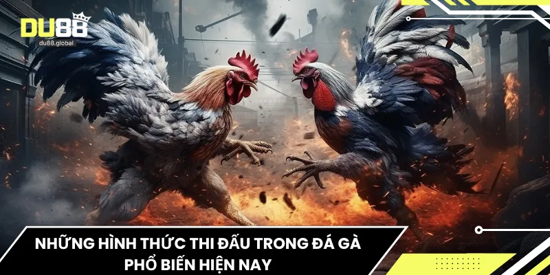 Những hình thức thi đấu trong đá gà phổ biến hiện nay